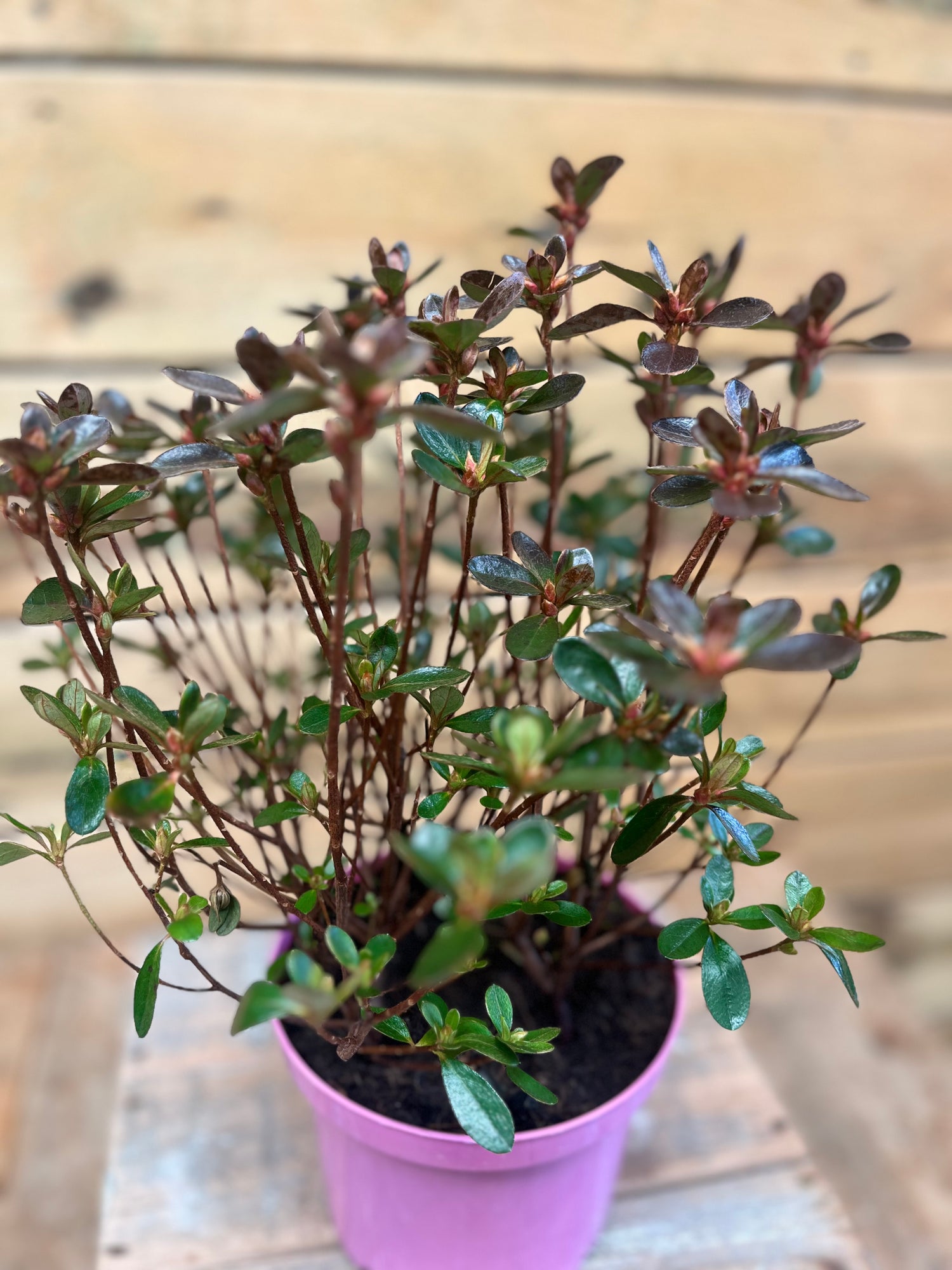 Azalea japonica 'Isabel' bovenkant