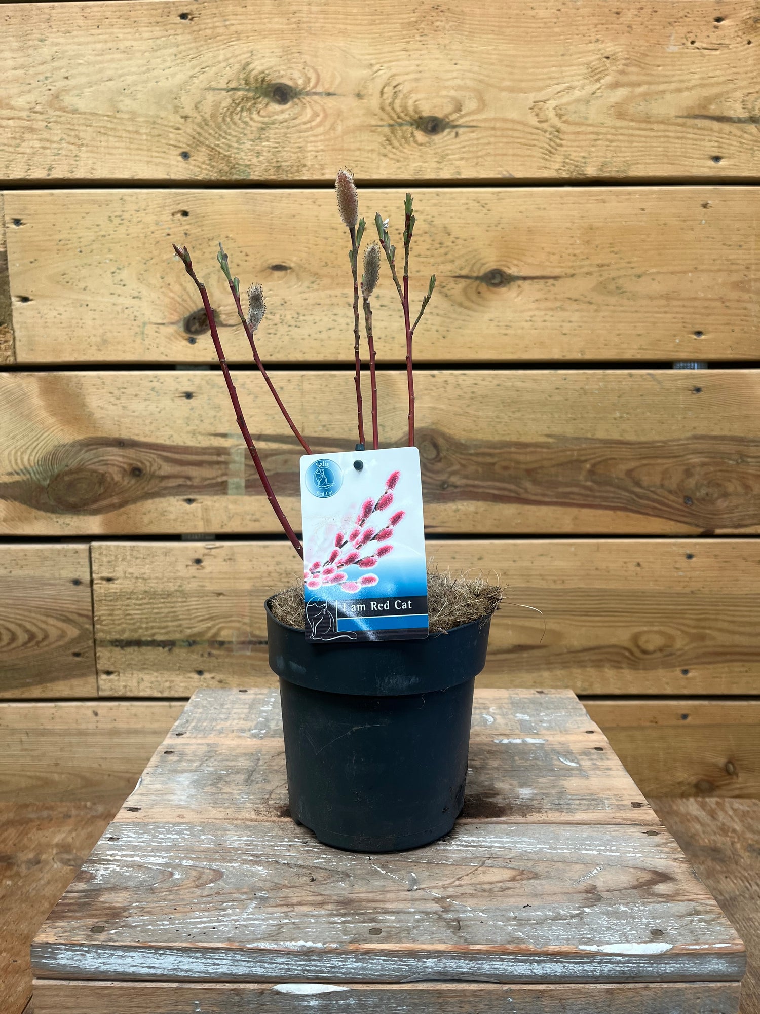 Salix (Red Cat) voorkant