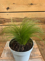 Stipa tenuifolia 'Ponytails' bovenkant