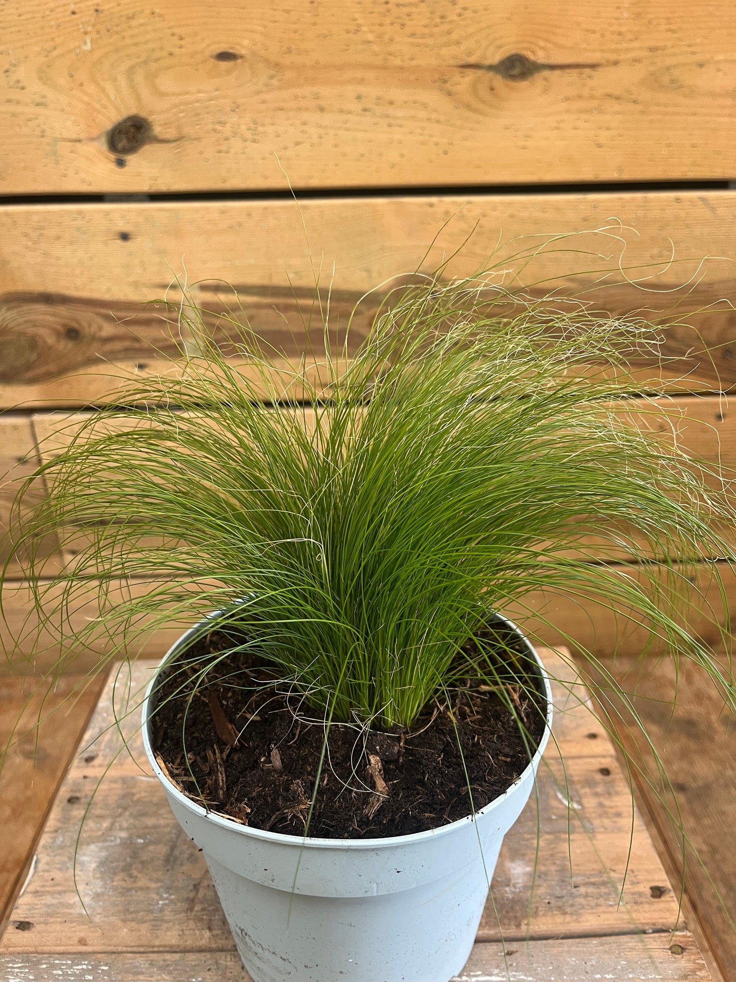 Stipa tenuifolia 'Ponytails' bovenkant