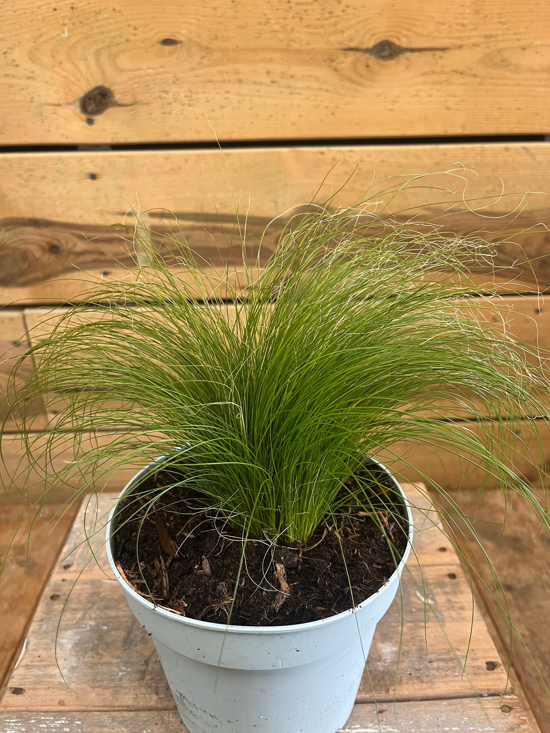 Stipa tenuifolia 'Ponytails' bovenkant