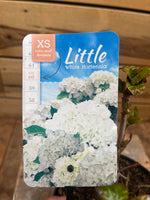 Little Hortensia 'White' etiket