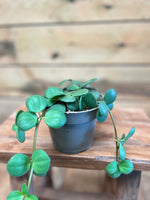 Peperomia bovenkaant