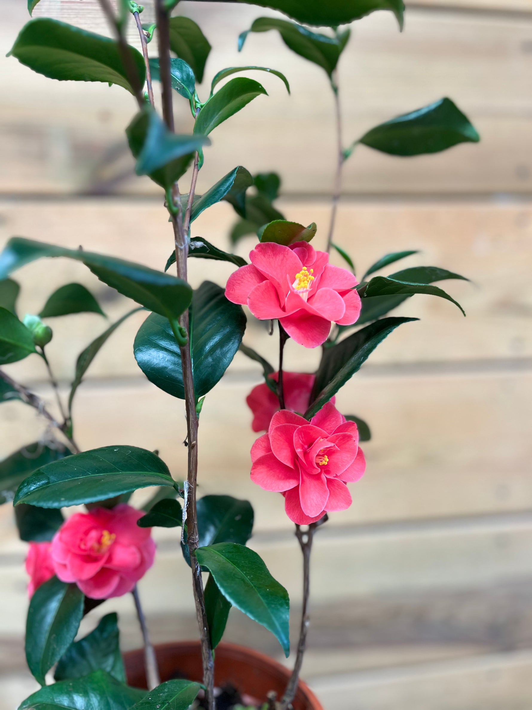 Camellia dichtbij