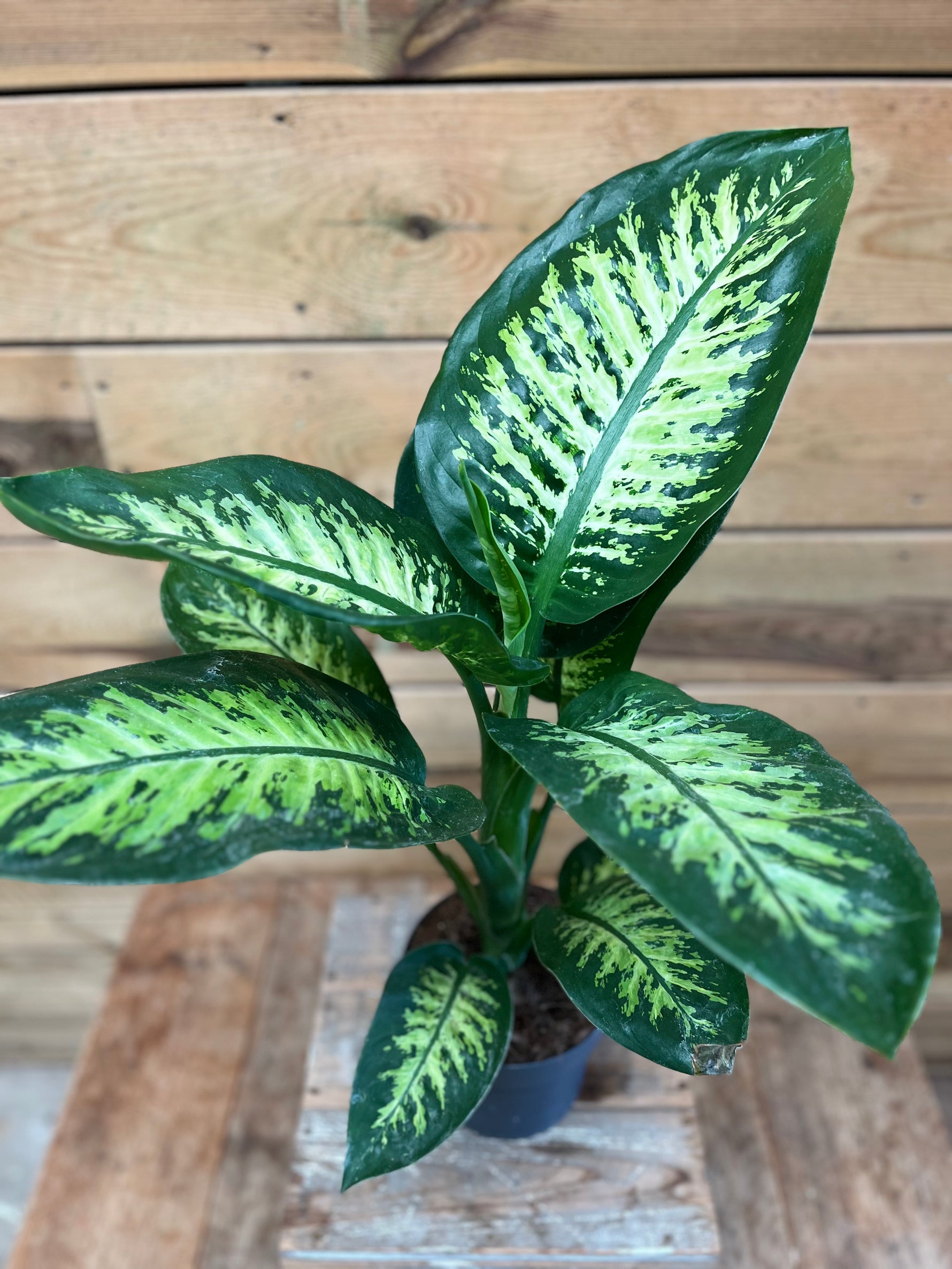 Dieffenbachia bovenkant