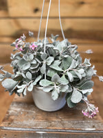 Kalanchoe pumila bovenkant