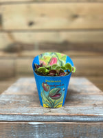 Dionaea voorkant