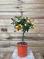 Fortunella voorkant