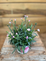 Dianthus caryophyllus/ Anjer bovenkant