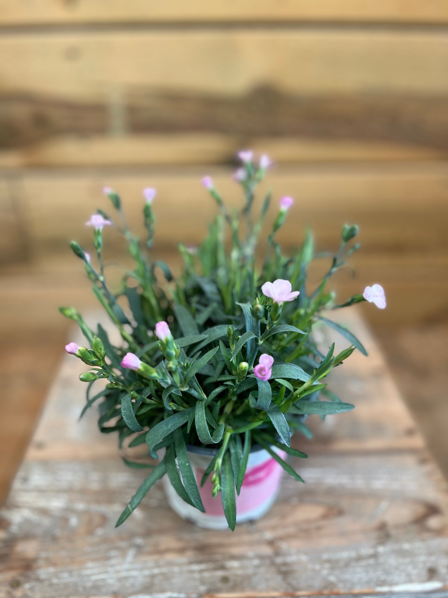 Dianthus caryophyllus/ Anjer bovenkant