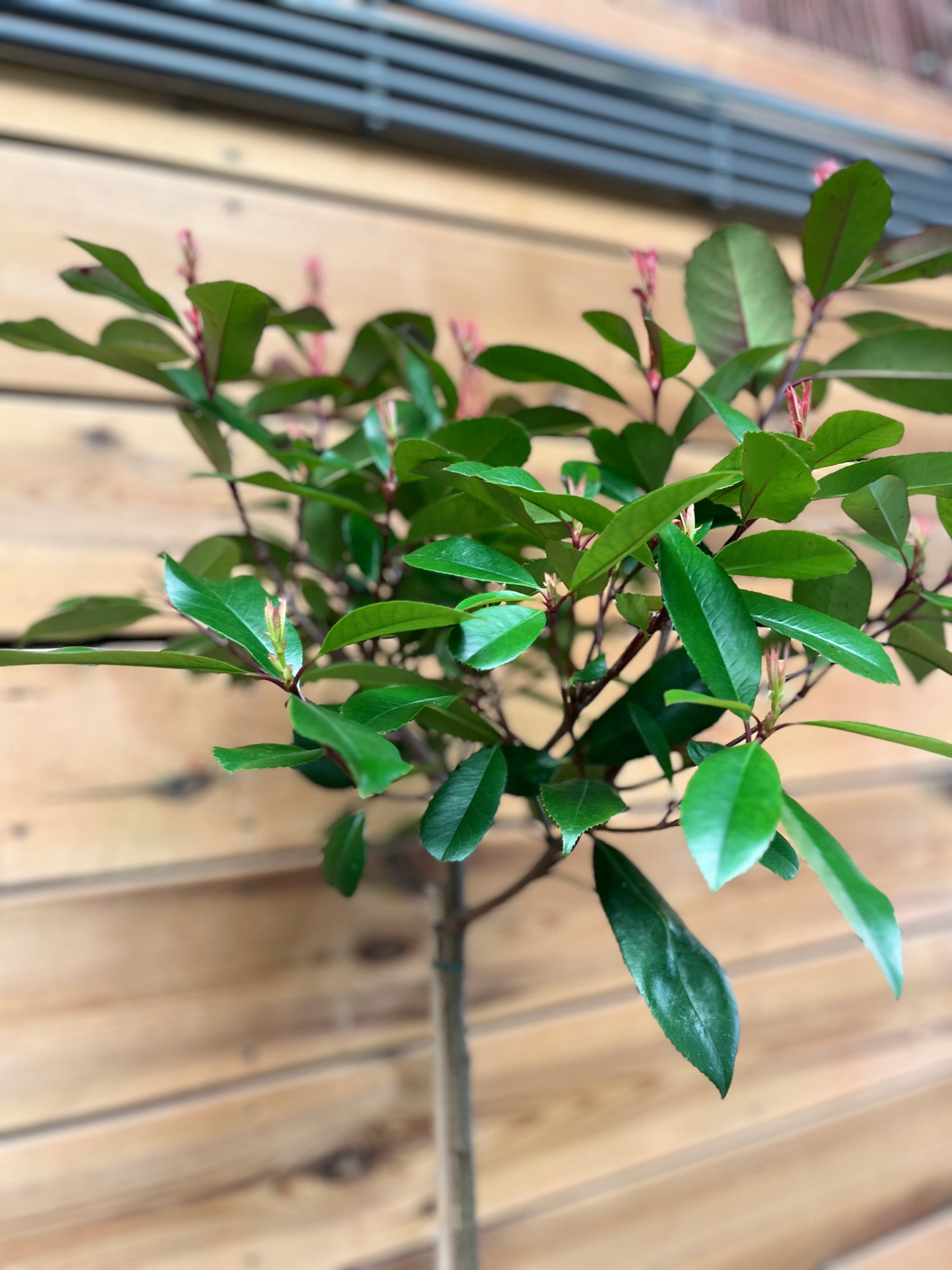 Photinia (Glansmispel) bovenkant