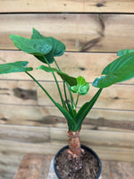 Alocasia op stam bovenkant