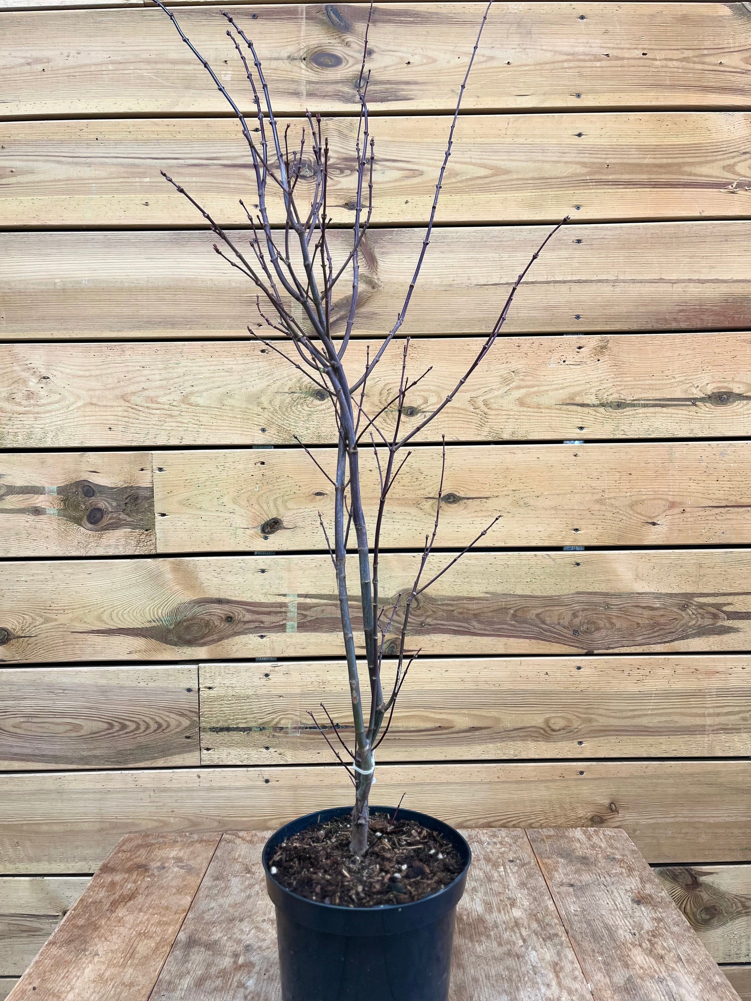 Acer 'Japanese Jewels' voorkant