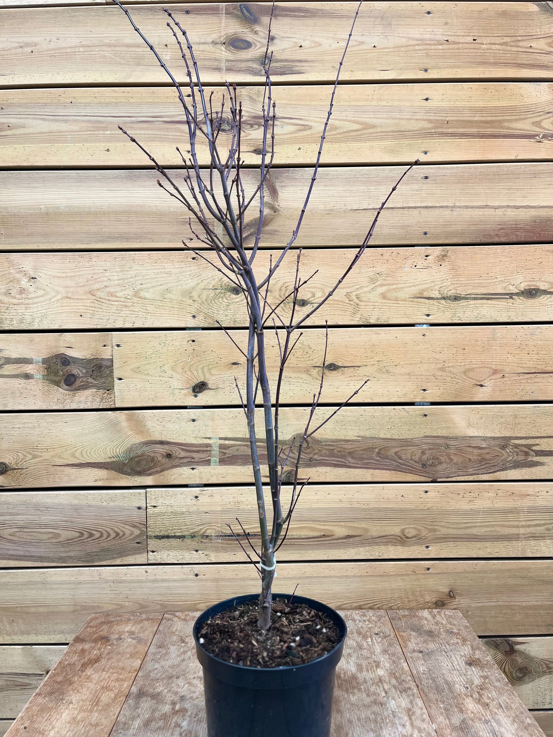 Acer 'Japanese Jewels' voorkant