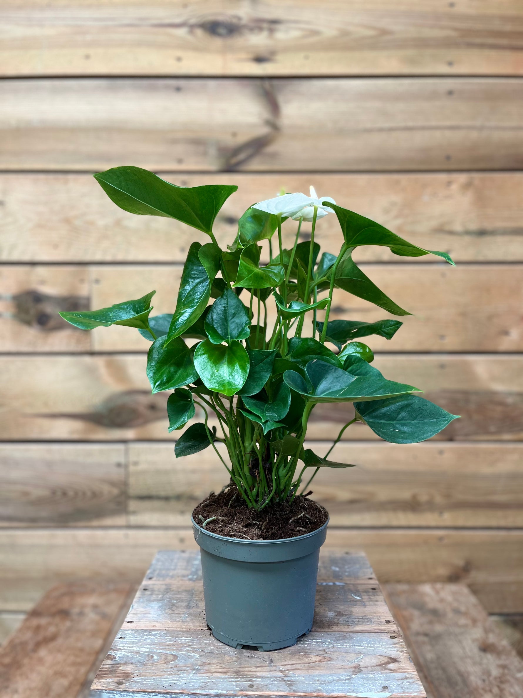 Anthurium Flamingo plant - Groen-online