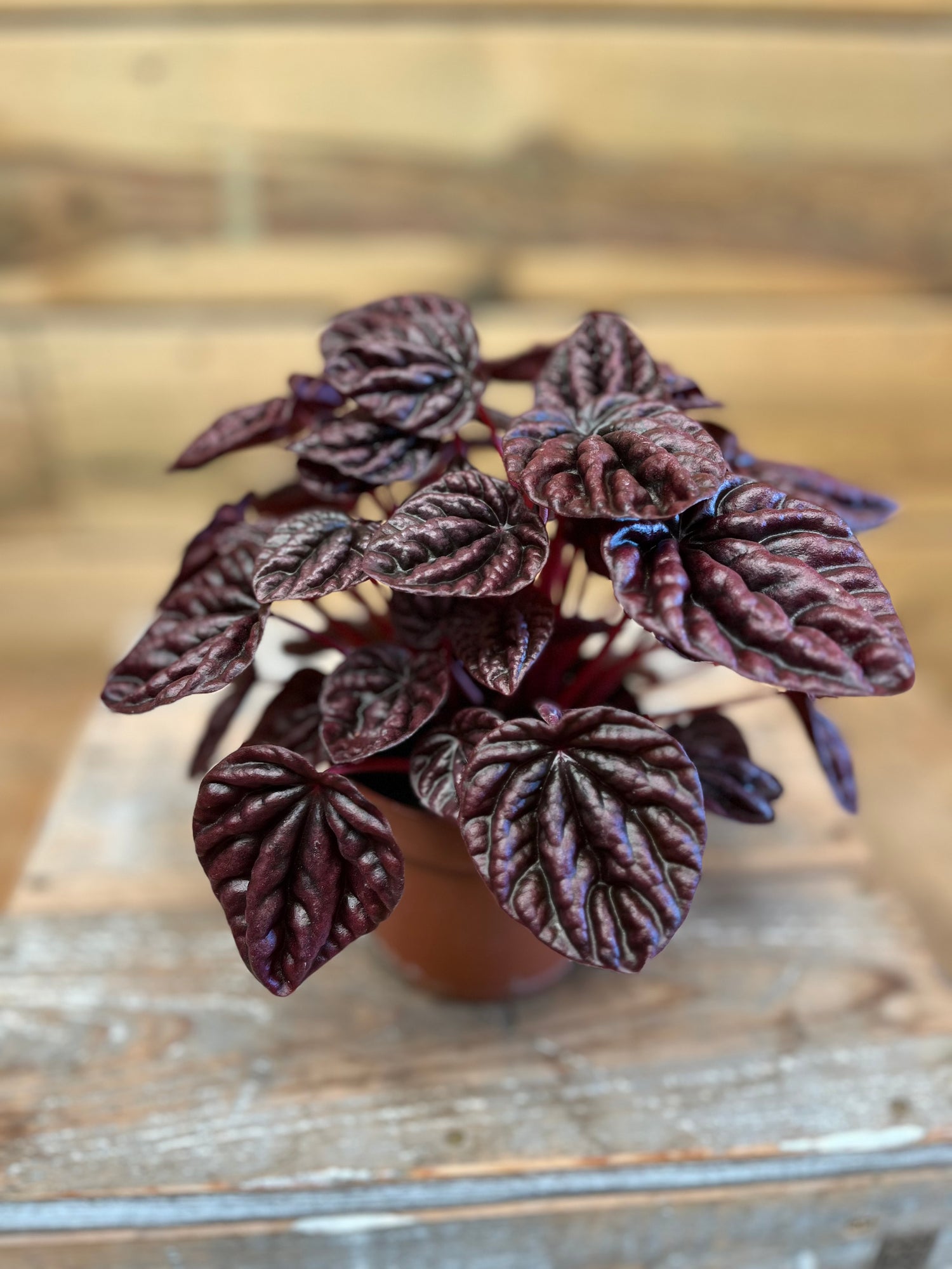 Peperomia bovenkant