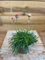 Armeria maritima bovenkant