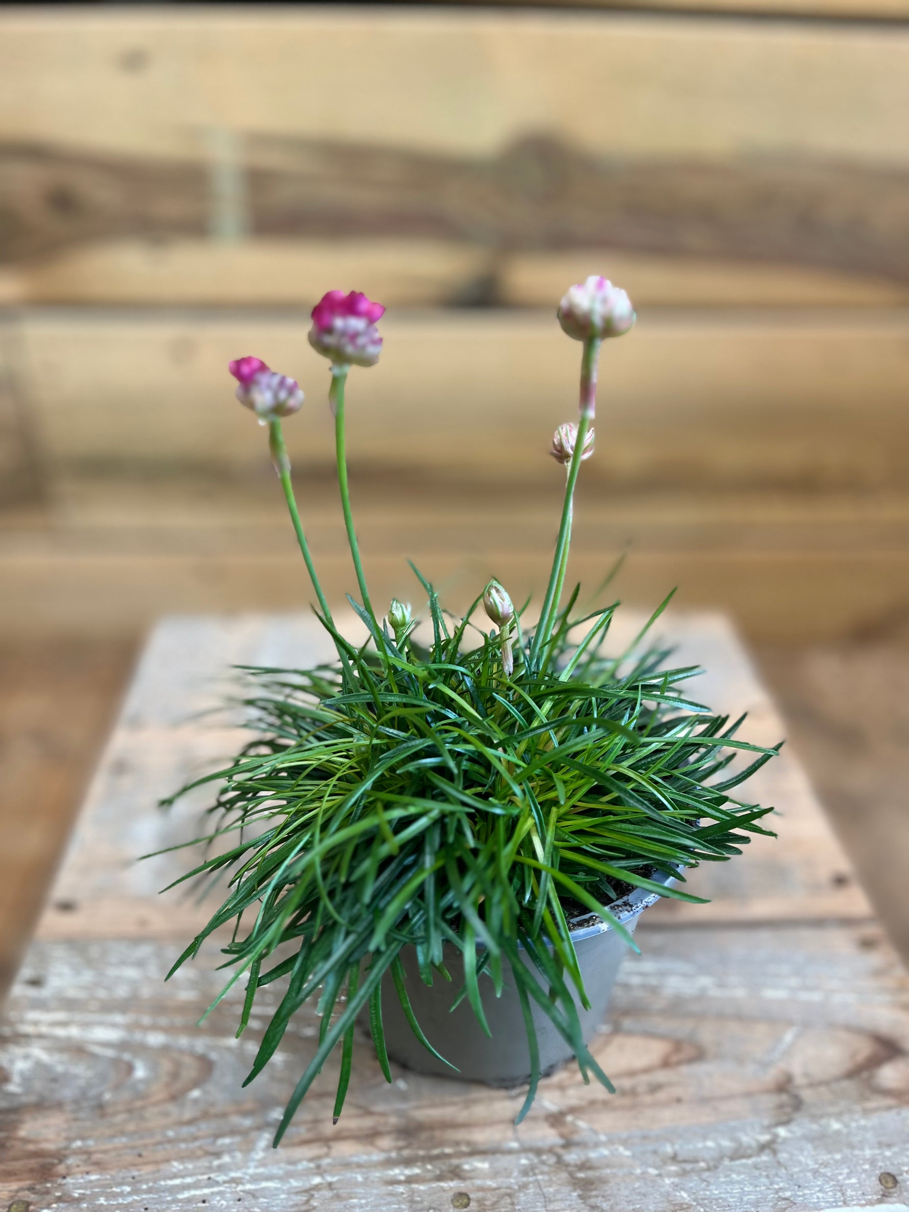 Armeria maritima bovenkant