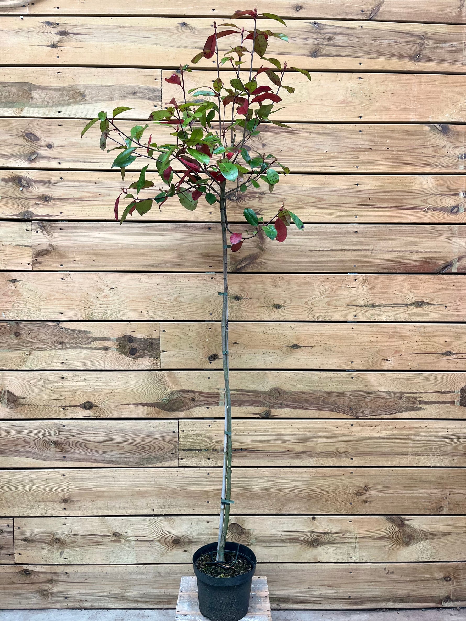 Photinia (Glansmispel) klein 