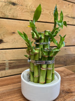 Lucky Bamboo zijkant 