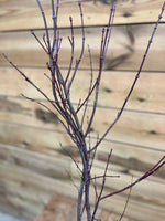 Acer 'Japanese Jewels' bovenkant