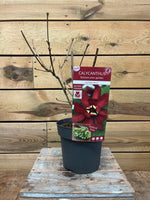 Calycanthus (Geurstruik) - ↕ 50 cm - Groen-online