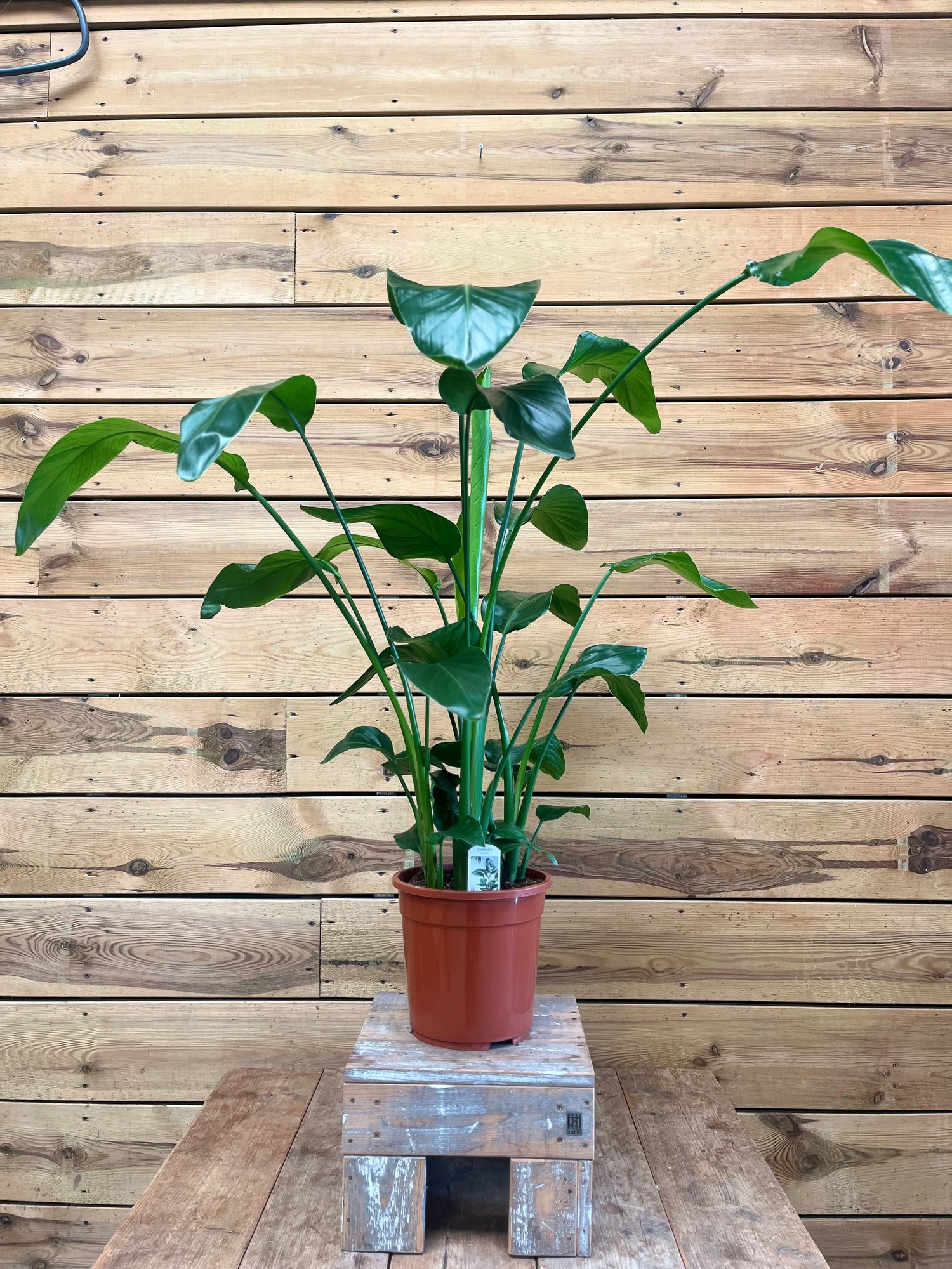 Strelitzia nicolai voorkant