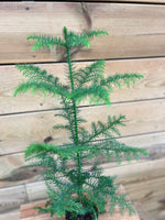 Araucaria Heterophylla klein bovenkant