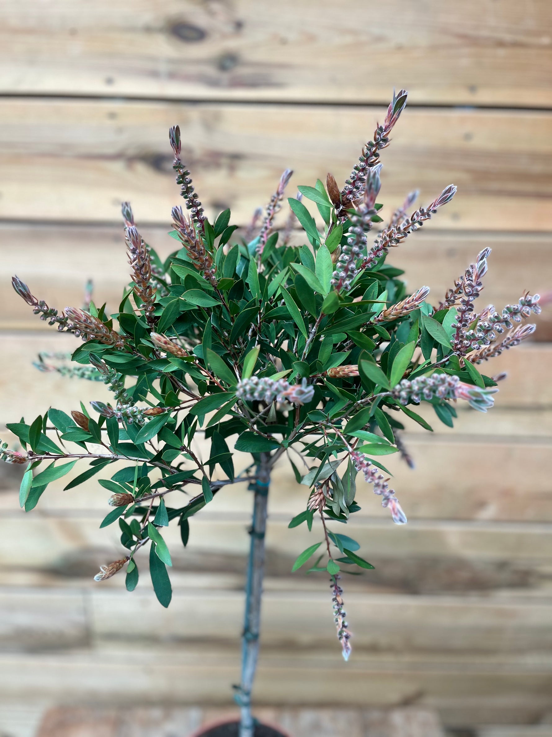 Callistemon bovenkant