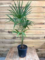 Trachycarpus fortunei voorkant