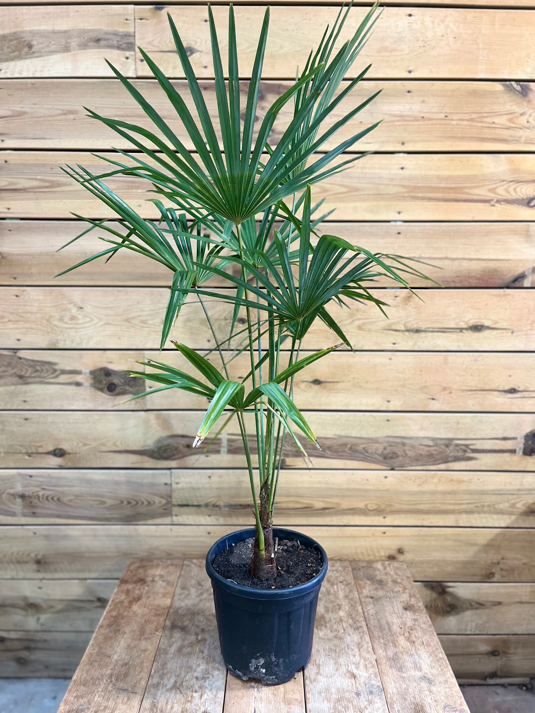 Trachycarpus fortunei voorkant