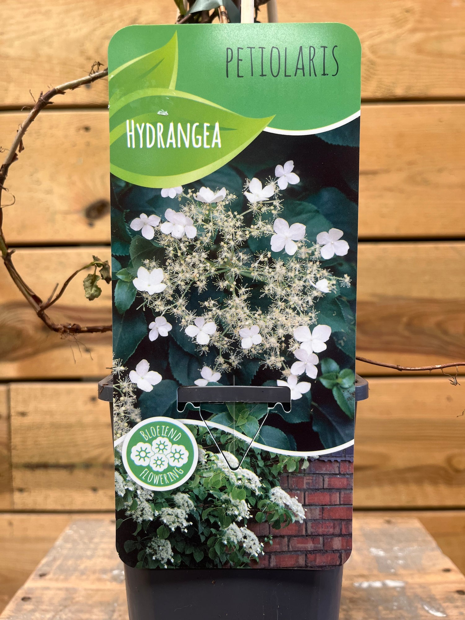 Hydrangea 'Peitolaris' etiket