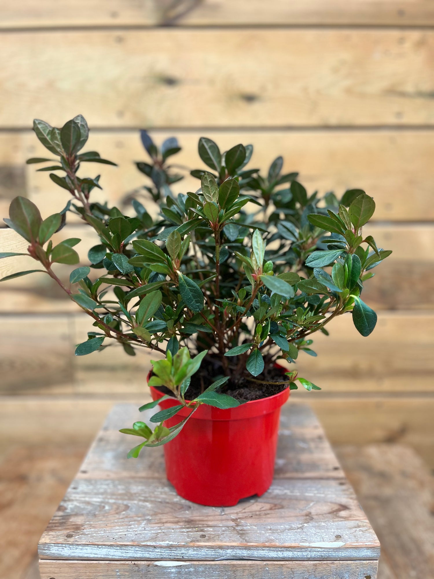 Azalea japonica 'Arabesk' voorkant