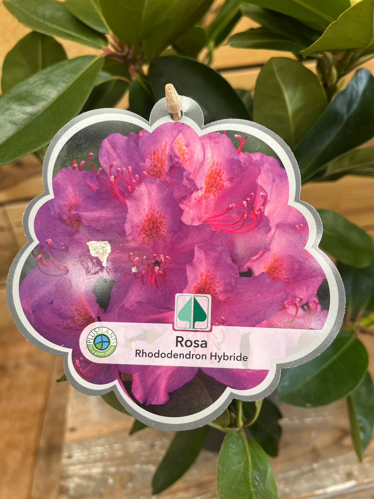 Rhododendron hybride etiket