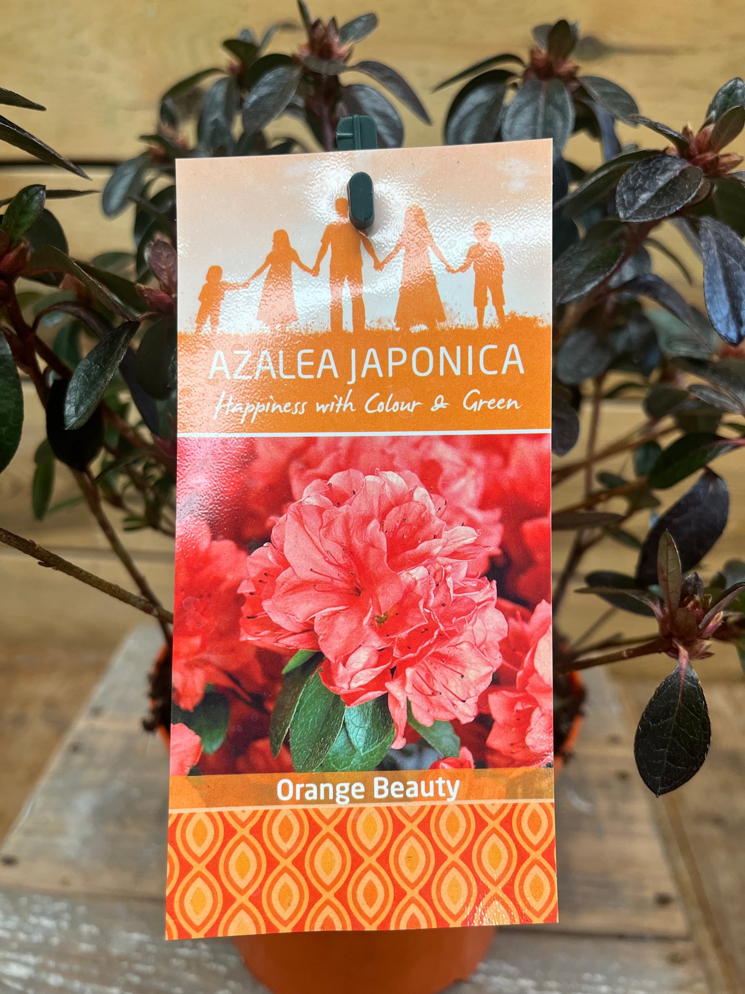 Azalea japonica 'Orange Beauty' etiket