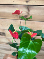 Anthurium bovenkant