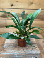 Platycerium bovenkant