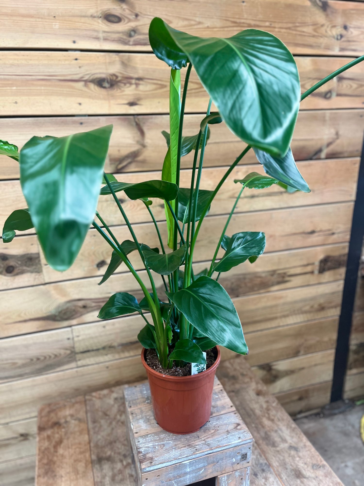 Strelitzia nicolai bovenkant