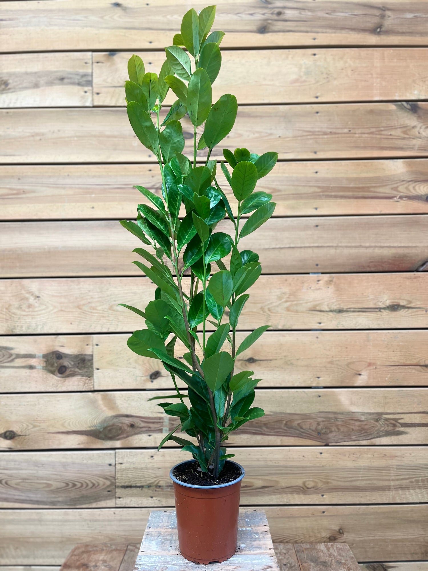 Prunus voorkant