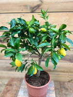 Citrus floridana bovenkant