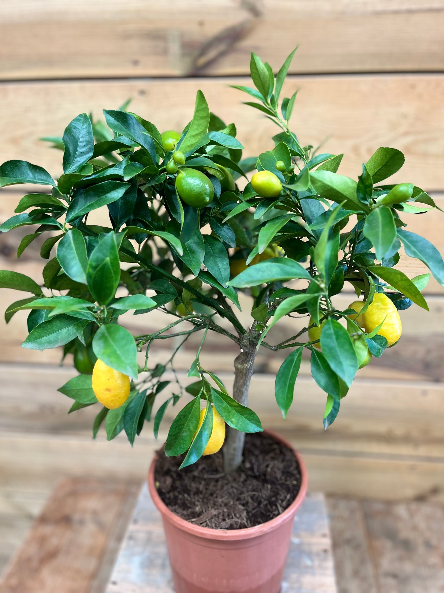 Citrus floridana bovenkant