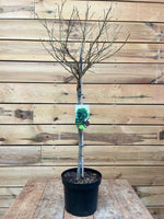 Liquidambar styraciflua (Amberboom) kleinere boom 