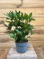 Rhododendron hybride - ↕ 45 cm - Groen-online