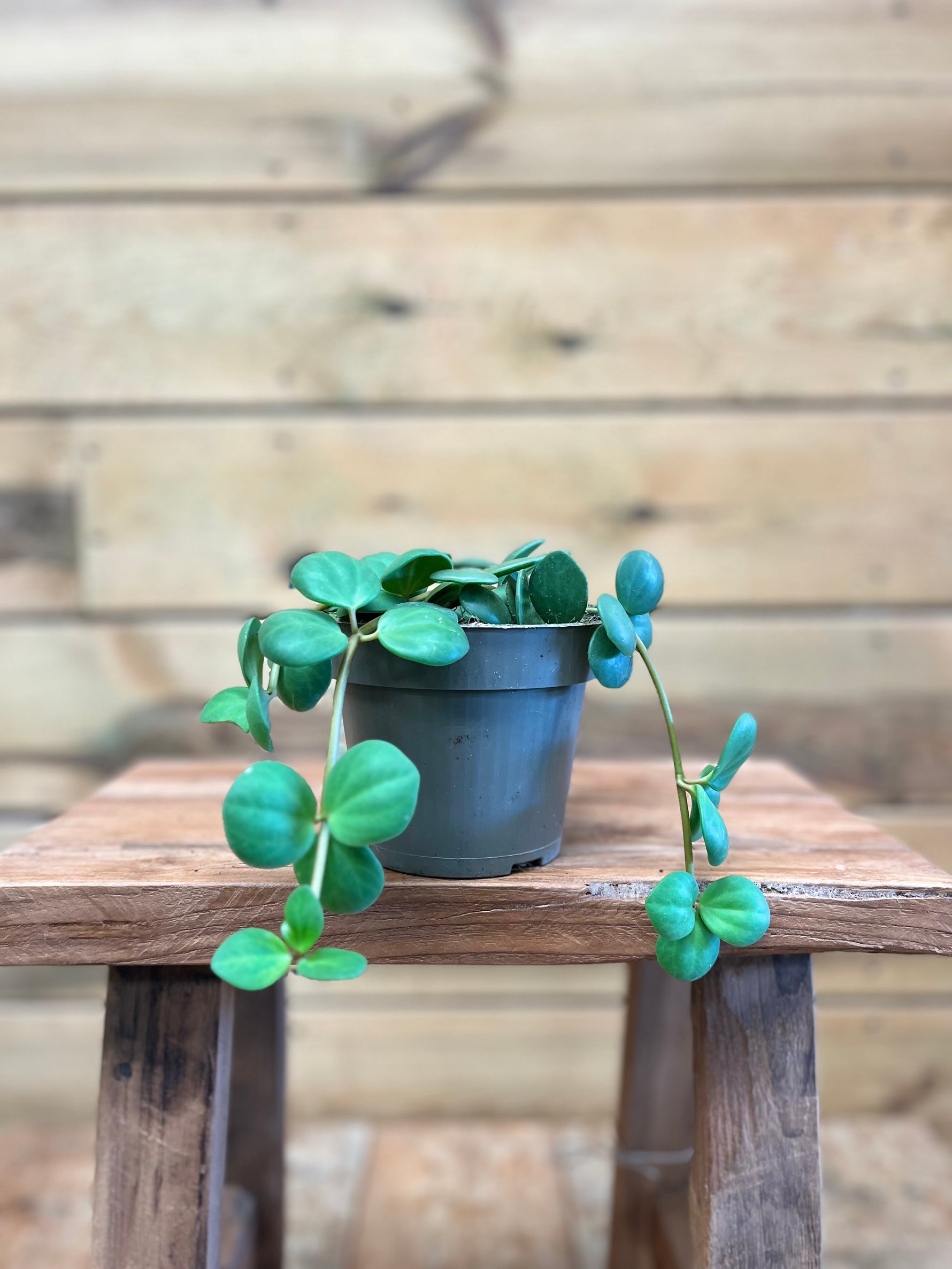 Peperomia voorkant