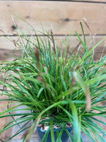 Carex 'Everlime' bovenkant