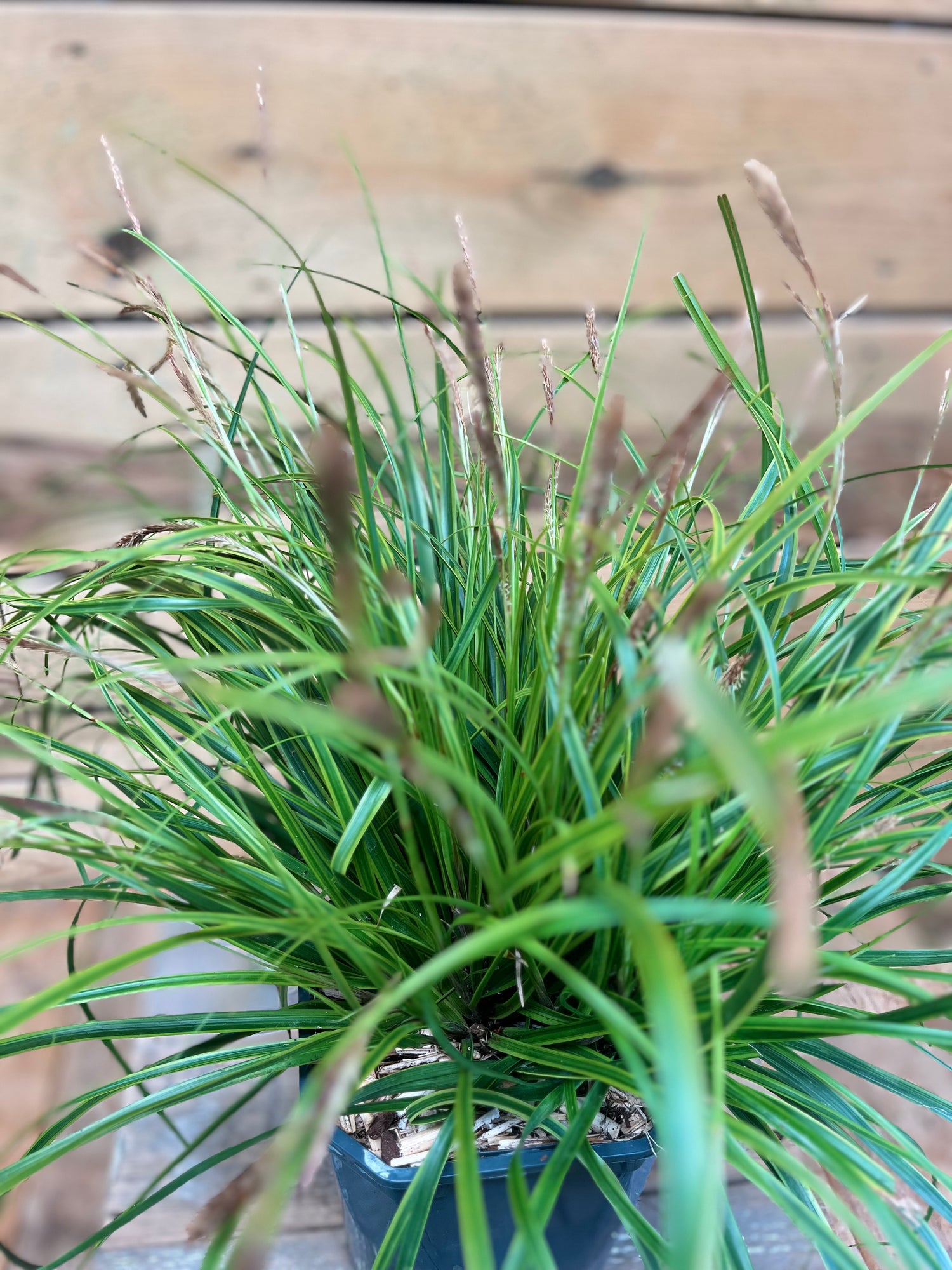 Carex 'Everlime' bovenkant