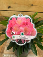 Rhododendron hybride - ↕ 45 cm - Groen-online