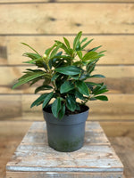 Rhododendron hybride - ↕ 45 cm - Groen-online