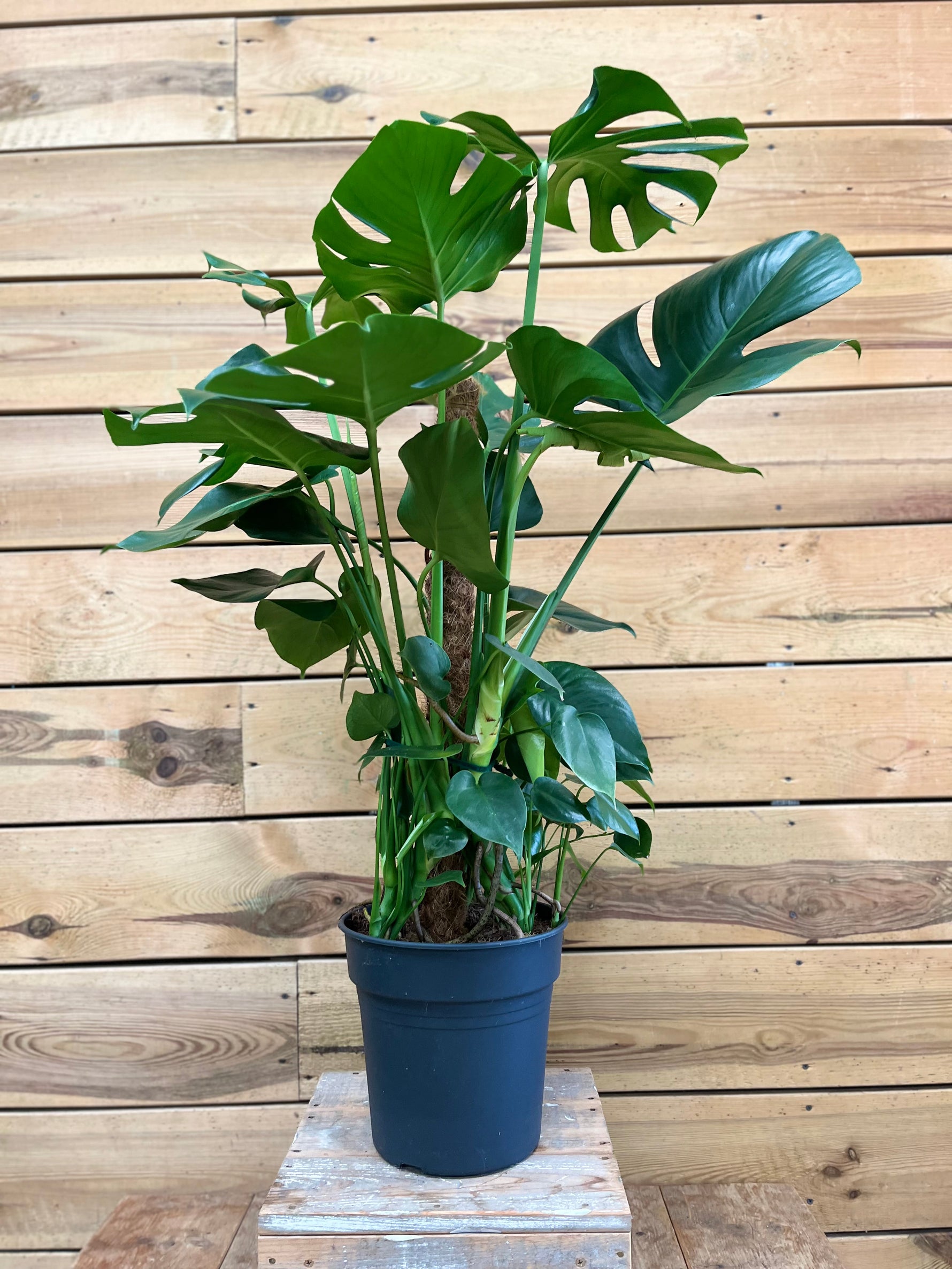 Monstera voorkant