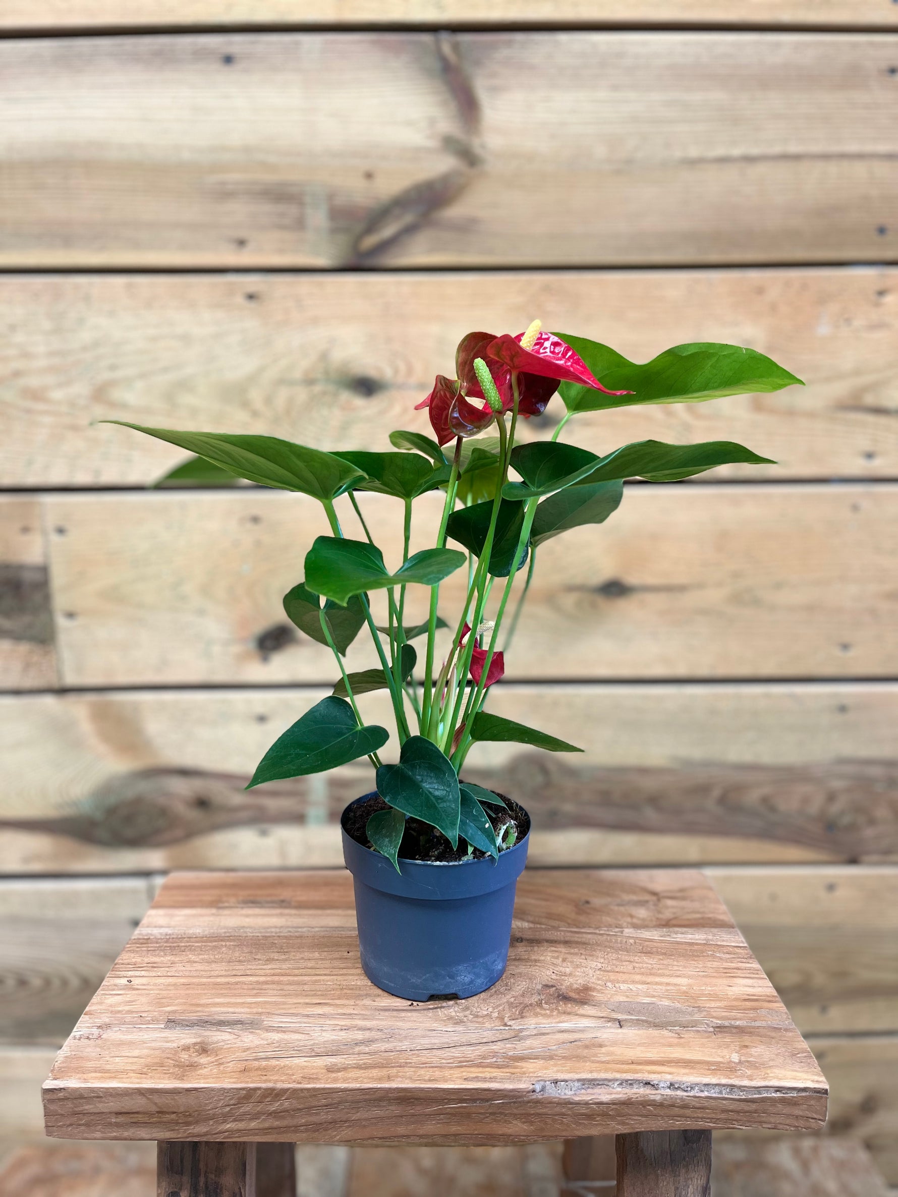 Anthurium Flamingo plant - Groen-online